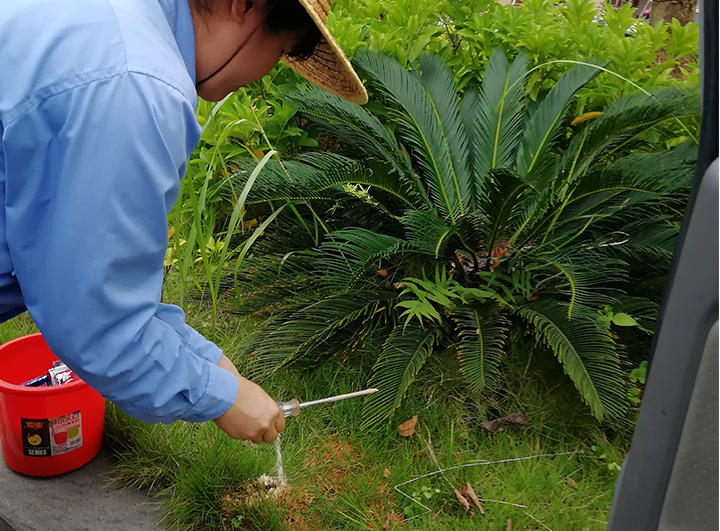 红火蚁巢施药处理