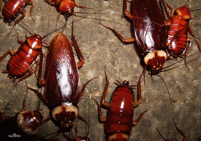 如何消滅蟑螂的家庭常見方法