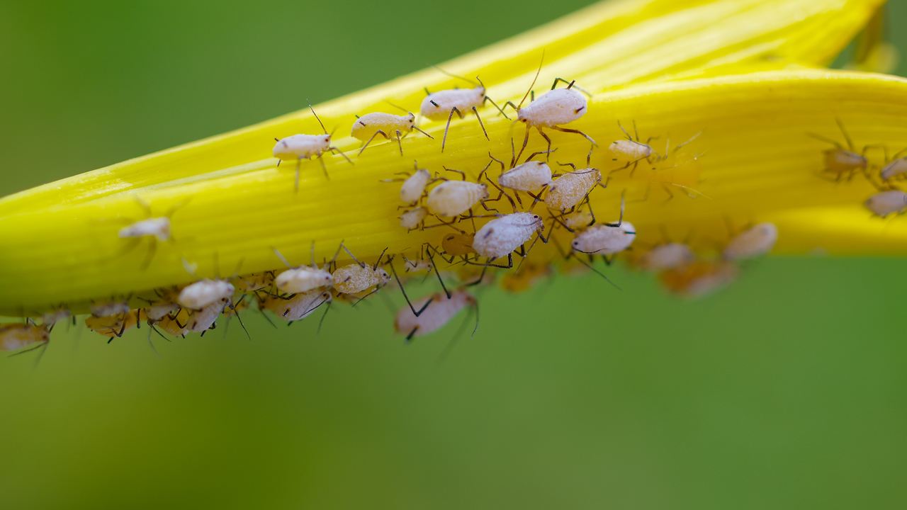 蚜蟲